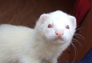Albino Ferret