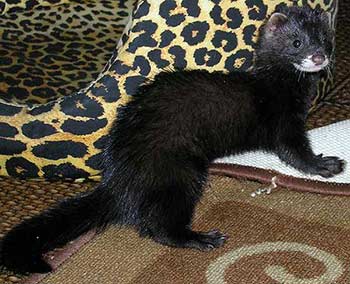 black ferret