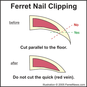 how to clip nails