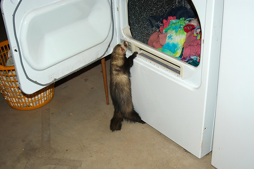 a ferret climbing into the dryer