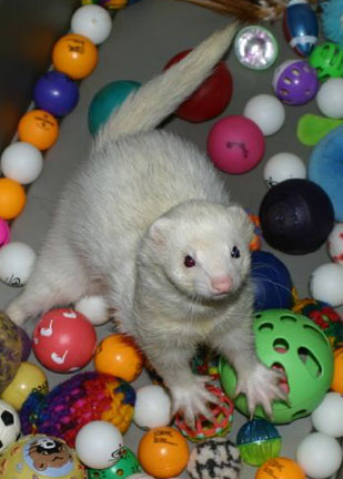 ferret playing with a bunch of balls