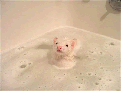 ferret taking a bath