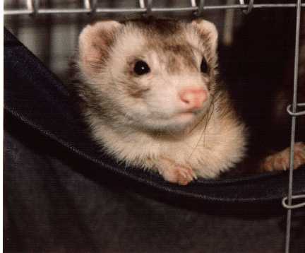 ferret in a hammock