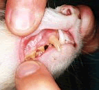 tarter build up on a ferrets teeth